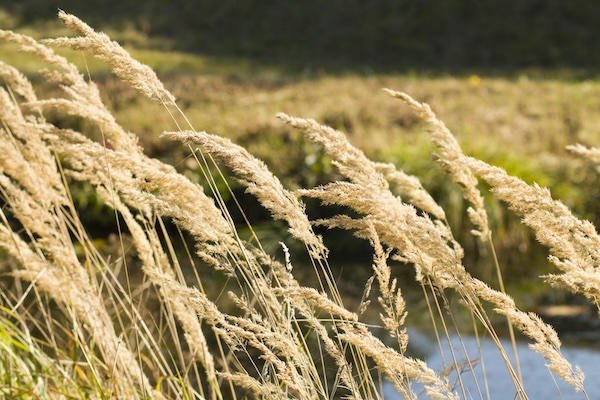 Pure Natural Essences